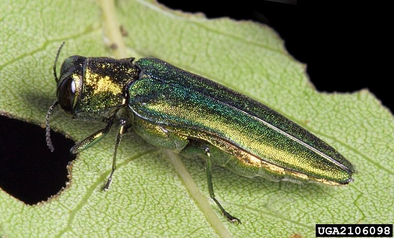 Asiatisk askepraktbille 1 - Agrilus planipennis - Foto David Cappaert, Bugwood-org