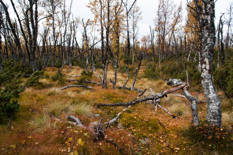 Angrep fjellbjørkmåler - Foto - Dan Aamlid - NIBIO