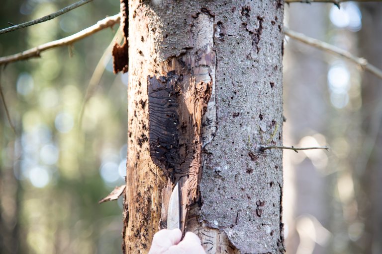 Granbarkbillen - Foto Lars Sandved Dalen - NIBIO.jpg