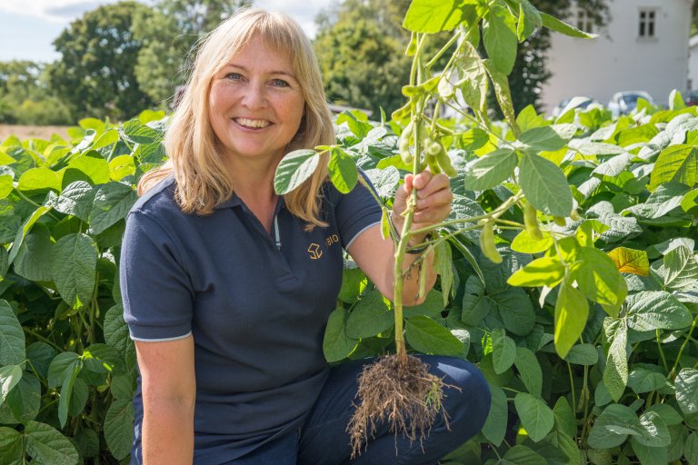 Spesielle bakterier som trekker nitrogen fra lufta lever i symbiose med belgvekster. Slik kan de binde nitrogen. Her Ingunn Vågen fra NIBIO under et forsøk med soyaplanter i Ås. Foto: Anette Tjomsland Spilling, NIBIO