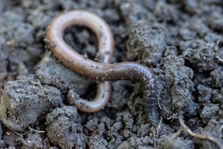 Kobber kan påvirke virvelløse dyr som snegler, mark og edderkopper i vann og jord, både akutt og over tid, men dette avhenger av faktorer som pH og mengden organisk materiale i miljøet. Foto: Erling Fløistad