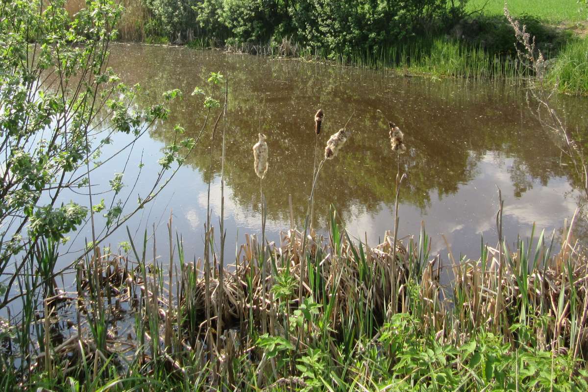 En liten dam omgitt av naturlig vegetasjon, med siv og strå som vokser langs kanten. Det er tydelige refleksjoner av trær og himmel i vannet, og landskapet ser frodig og grønt ut