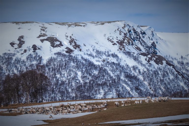 Reinsbukker 2020 justert _Kvikne foto Kari Nystuen (2).jpg