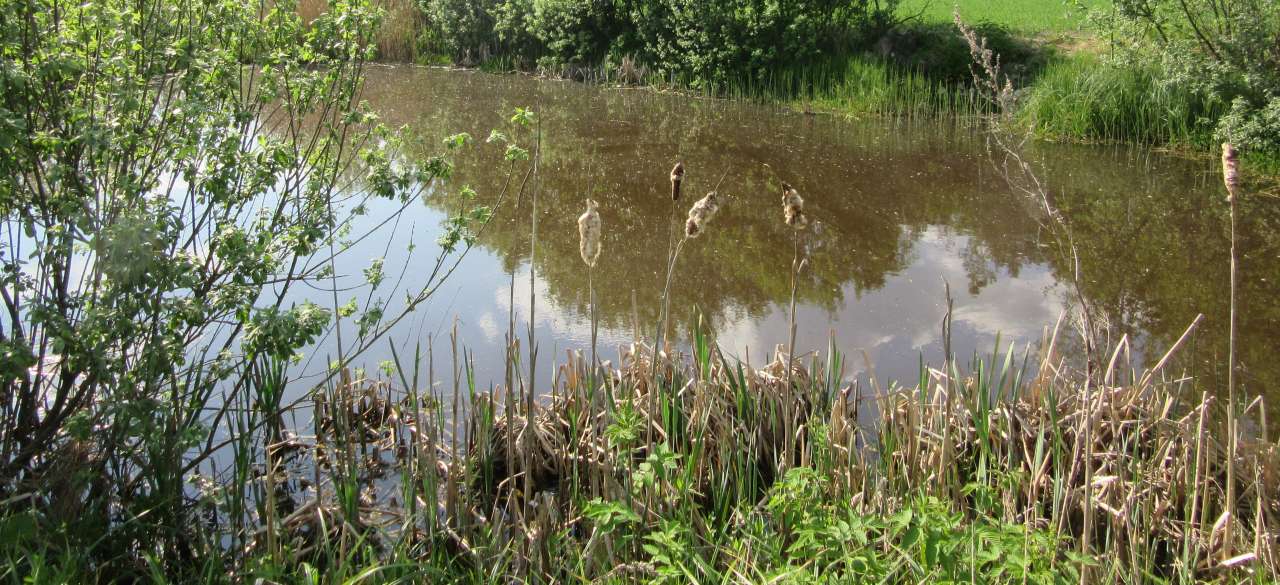 En liten dam omgitt av naturlig vegetasjon, med siv og strå som vokser langs kanten. Det er tydelige refleksjoner av trær og himmel i vannet, og landskapet ser frodig og grønt ut