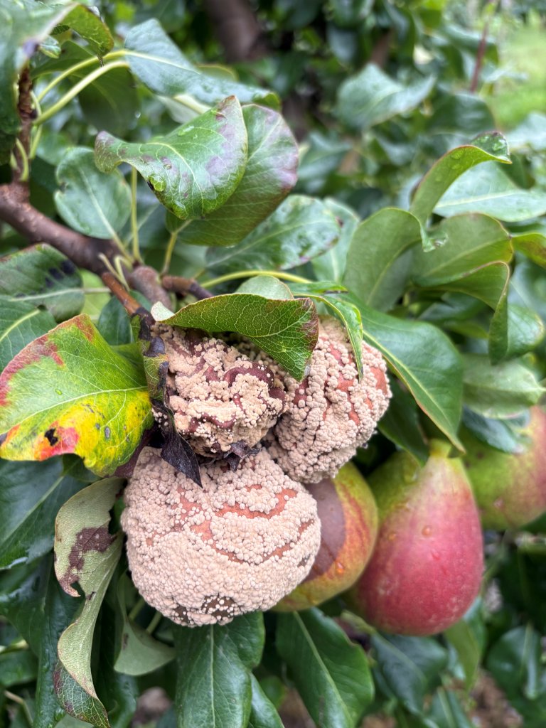 Det er mykje monilia-rote på alle fruktartar i år. Foto: Jorunn Børge