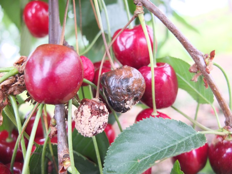 Morellane hadde mykje rote i 2025. Foto: Jorunn Børge