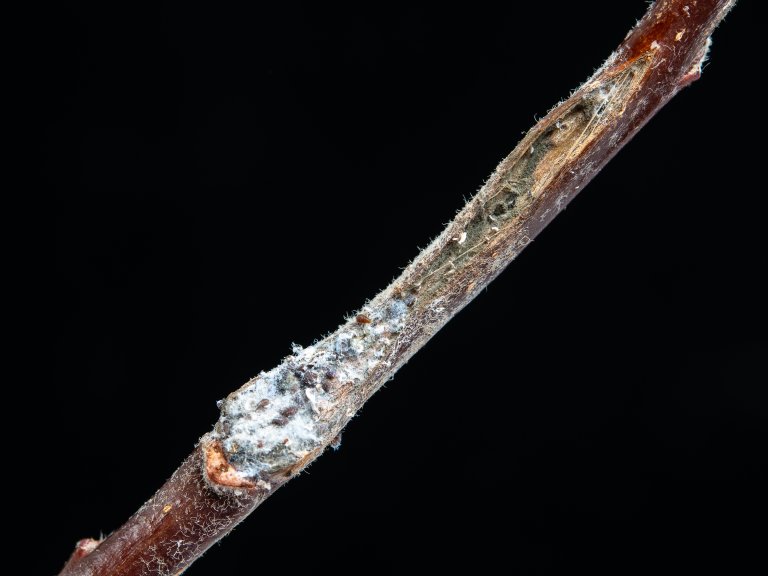 Blodlus lagar ullkoloniar som kan redusere veksten til epletrea. I tillegg fører dei til sopp og klissete frukt. Foto: Erling Fløistad