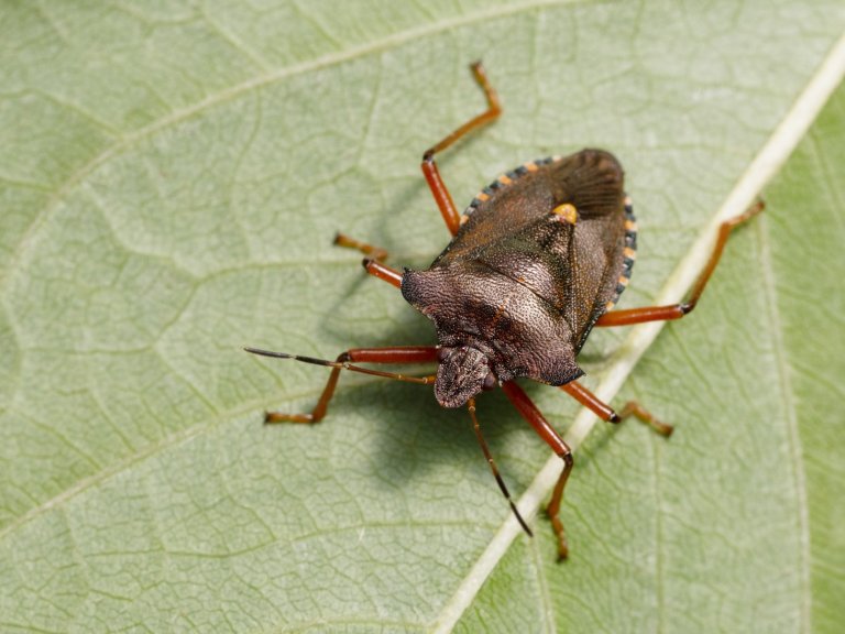 Vaksen raudfottege på kirsebærblad. Foto: Dag-Ragnar Blystad