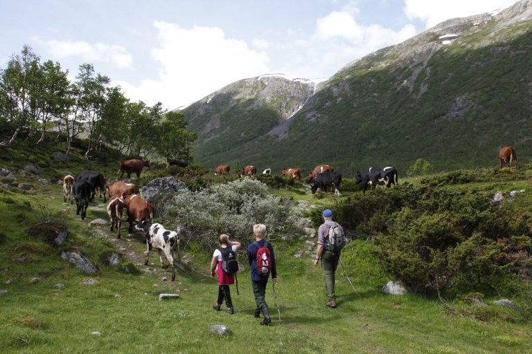 20120711-osp-7676_ukl_bufaring_grøvudalen_sunndal_møre-og-romsdal.jpg.jpeg