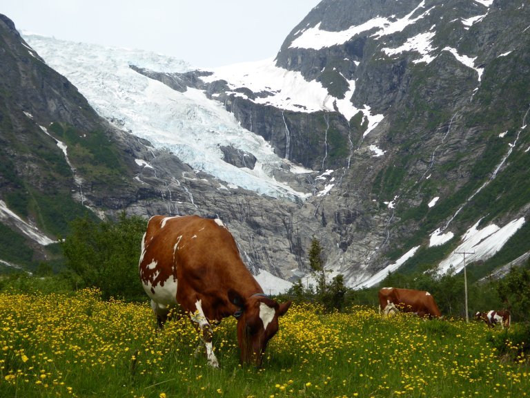 v bøyabreen_sogndal_frittgående beitedyr_2015_50721_kas.jpg