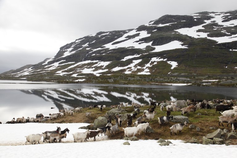 20150806-osp-3513_geiteseter_nupshallanestølen-haukelifjell_odda_hordaland.jpg