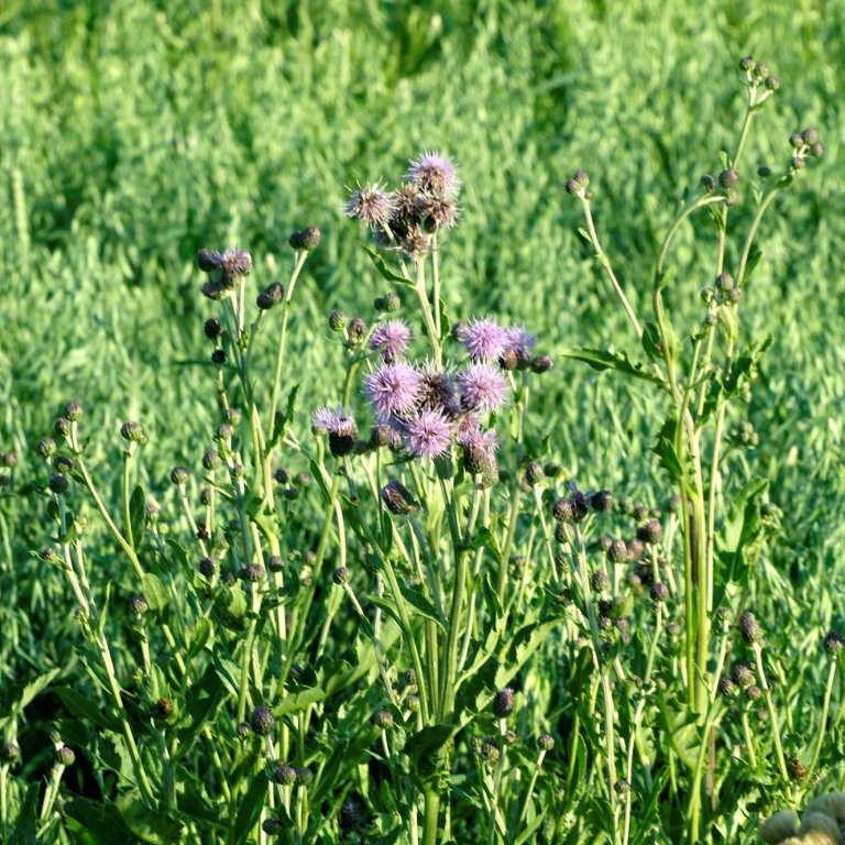 Alle plantar har fiendar som kan angripe dei direkte eller konkurrere med dei om plassen. Ugras er den viktigaste gruppa av skadegjerdarar i Noreg. Foto: Erling Fløistad