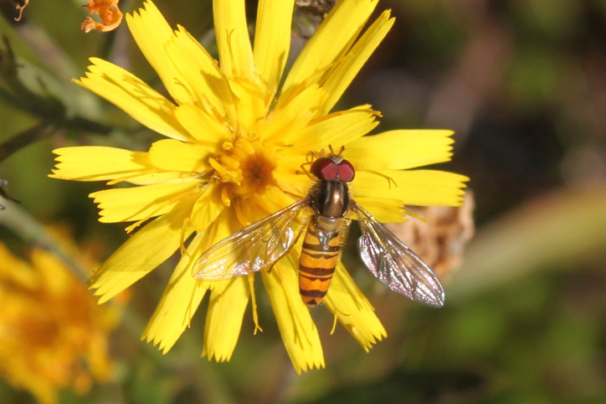 Begrenset bruk_Dobbeltbåndet_blomsterflue_skjermsveve_Roar_Linjord