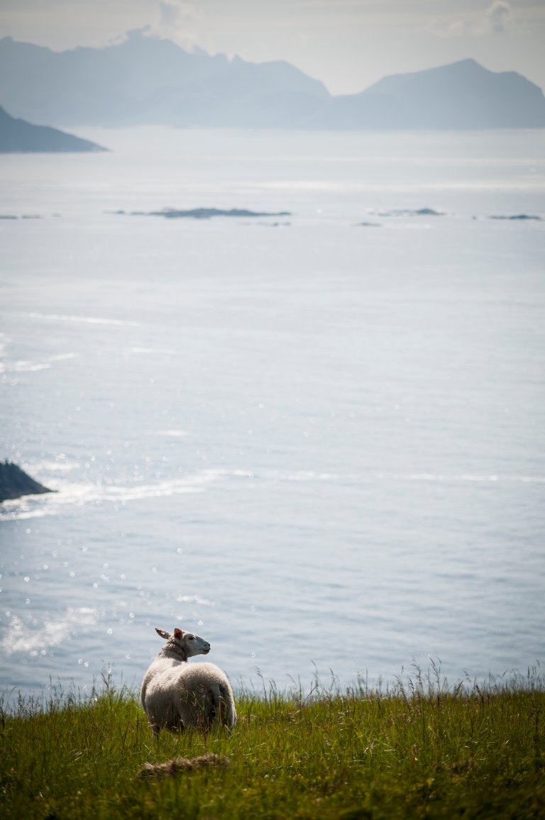 Sau på utmarksbeite i Vestvågøy, Nordland. Foto Lars S Dalen.jpg