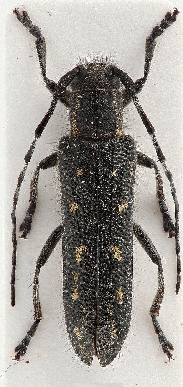 Saperda popunea lapponica Kiruna male.jpg