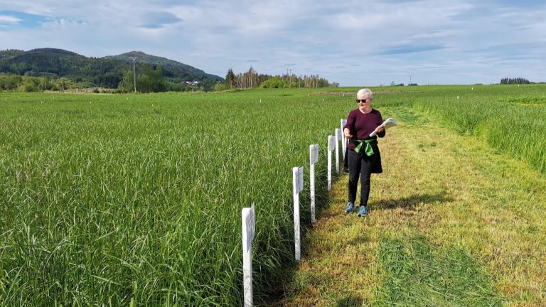 Liv Østrem syner fram prøvefelt for grasarter. Betydninga av sortsutprøving i gras må flaggast høgt, understrekar Østrem. Foto: NIBIO