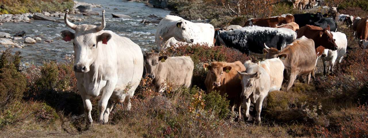 _DSC4504_20120922-A Rehnberg - Norsk genressurssenter - Skog og landskap_cropped.jpg