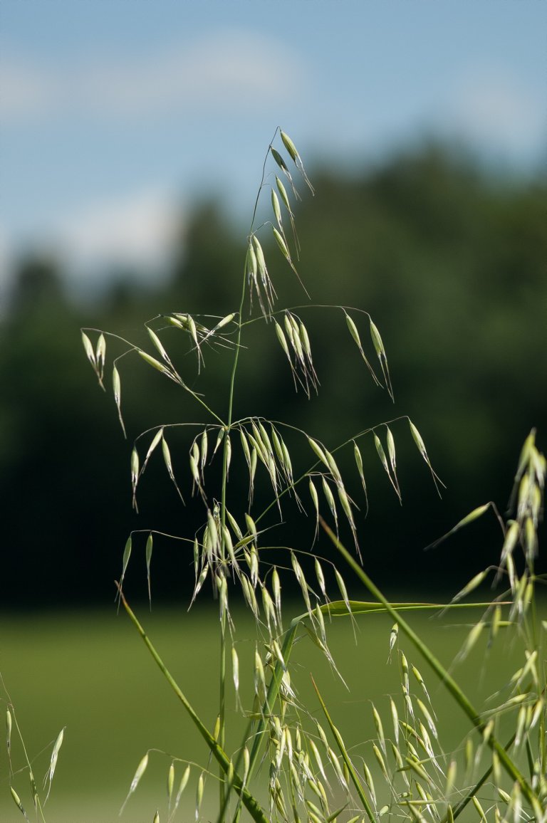 Problemugraset floghavre er underlagt strengt lovverk for å hindre spredning. Foto: Erling Fløistad