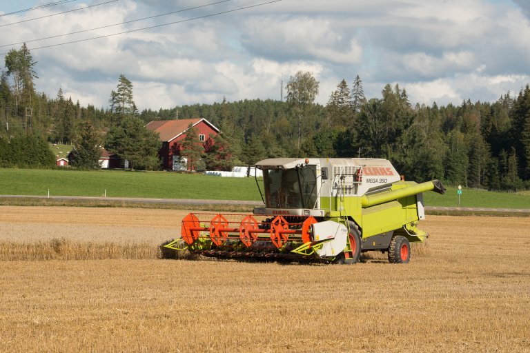 Etterrenning kan gjere det vanskeleg for gardbrukaren å vite når han skal hauste. Andregenerasjonen kan ofte vere betre enn den første, men haustinga må vente til denne er moden. Det føreset at ein har lang nok veksteid. Foto: Erling Fløistad