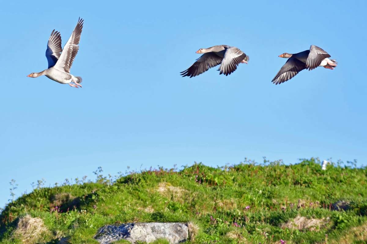 Grågås 3 - Foto Jo Jorem Aarseth - NIBIO