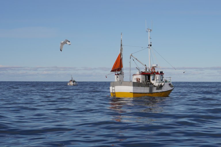 Sjømat er viktig for matproduksjonen i nord. Foto: Geir Sogn-Grundvåg / Nofima