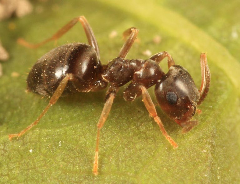 Lasius_alienus.JPG