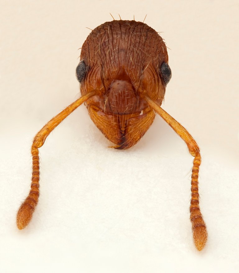 Myrmica rubra hode 01-36 HF Retusj lev skarpet .jpg