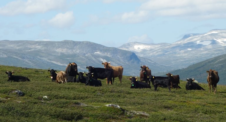 Dølafe ved Storåe i Lordalen i Lesja kommune. Foto: Michael Angeloff