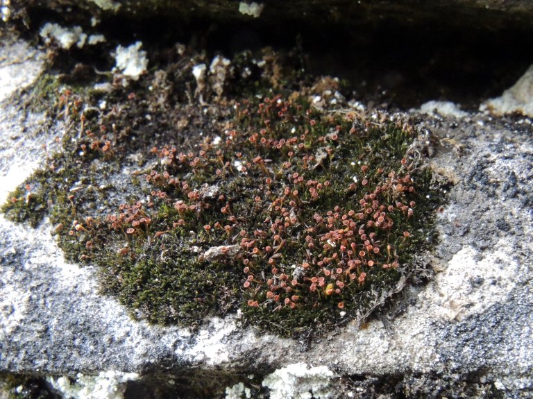 Seligeria calcarea - Foto Hans H. Blom - NIBIO.JPG