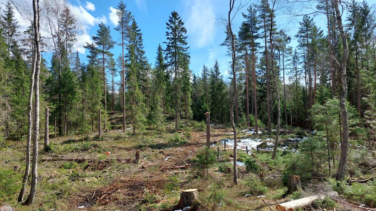 Gruppehogst Sognsvann - Foto Lisa Näsholm Bymiljøetaten Oslo kommune