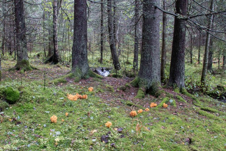 Korallsopp er en mykorrhizasopp som er avhengig av et skyggefullt miljø. Lukka hogster vil være gunstig for denne og mange andre sopper. Foto: John Yngvar Larsson, NIBIO