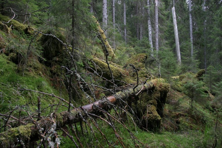 barskogvernområde - foto john yngvar larsson - nibio.jpg