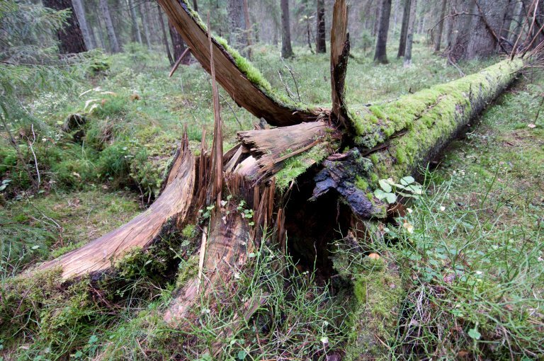 læger - liggende død ved - 2 - foto lars sandved dalen.jpg