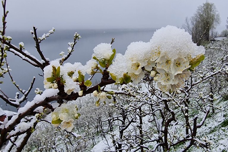 Ein kald vår med kalde netter gir sein blomster i år. Her er plommesortane Edda og Jubileum dekt med snø 1. mai. Biletet er frå Lofthus i Ullensvang. Foto: Frank Maas, Nedworc Foundation Office