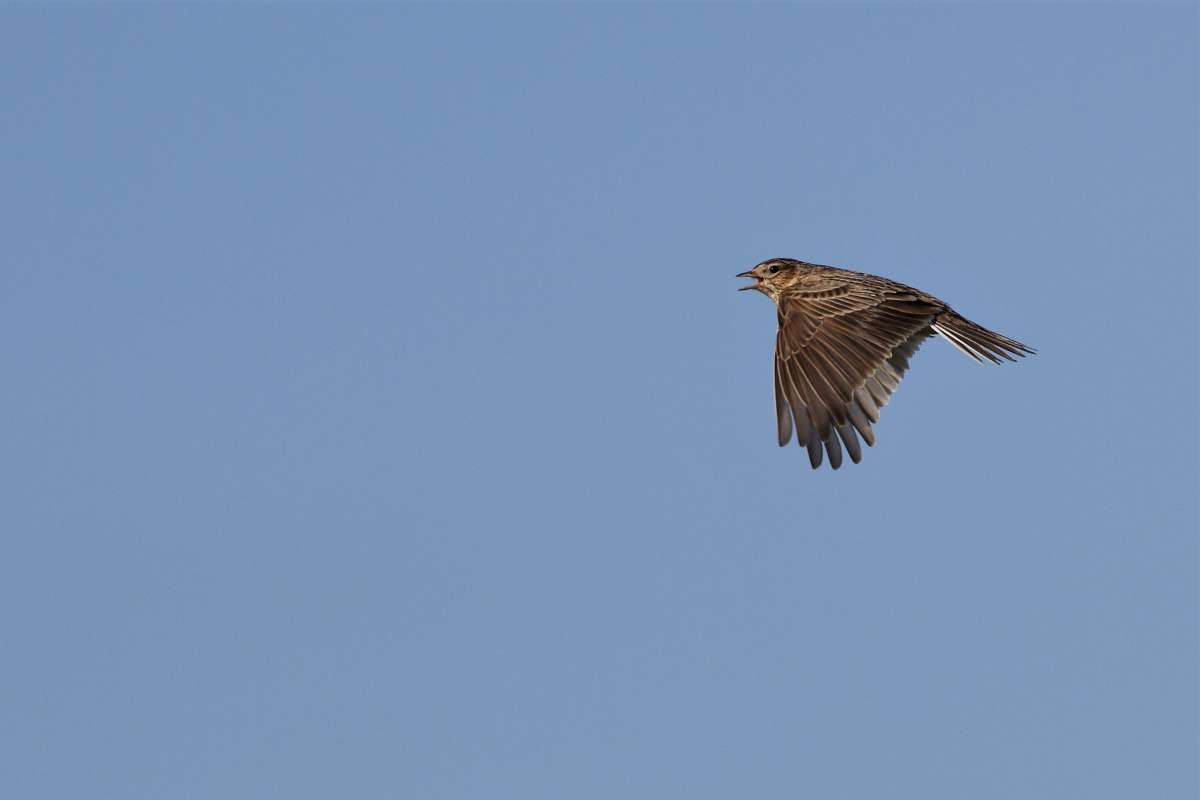 Sanglerke._(Alauda_arvensis)_(Eurasian_skylark)_Steinodden._Lista._Norway