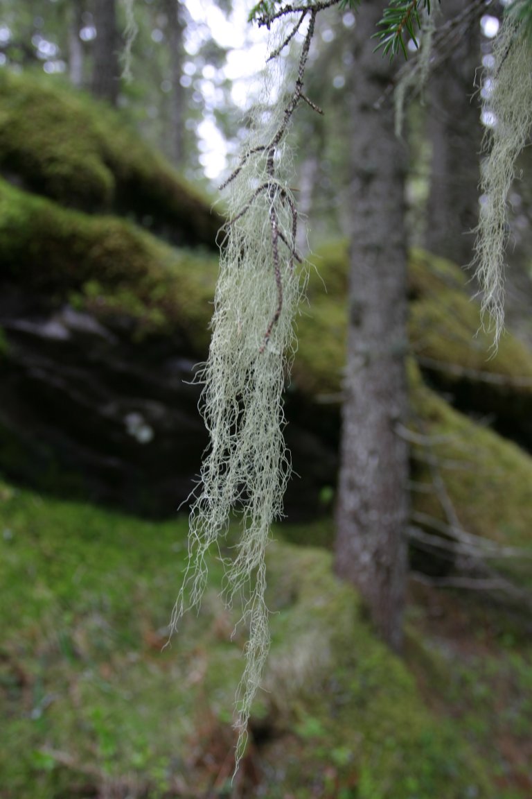 Gubbeskjegg-2 Foto John Yngvar Larsson - NIBIO.JPG