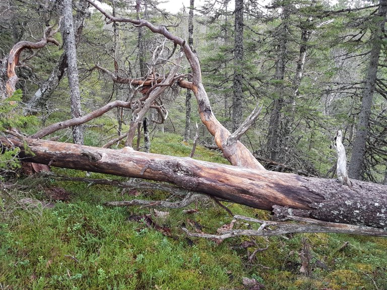 Naturskog 1 - foto Arne Steffenrem - NIBIO Skogfrøverket.jpg
