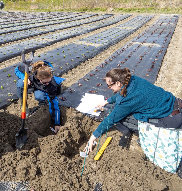 Claire Coutris og Ingrid Rimeslåtten Østensen graver ned biter av bionedbrytbar landbruksfolie på en gård i Viken. Foto: Erik Joner