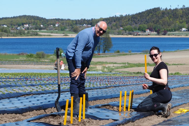 NIBIO-forsker Claire Coutris og Martin Haarr fra Landfiks AS på ett av flere jorder i DGRADE, der nedbrytbar plast ble gravd ned og overvåket i to år. Foto: Pierre-Adrien Rivier