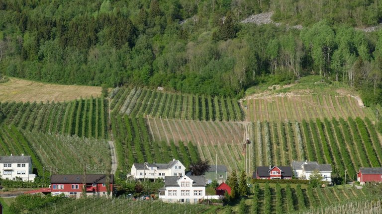 Frukthagar i solhellinga på Lofthus_Foto Kjersti Kildahl.jpg