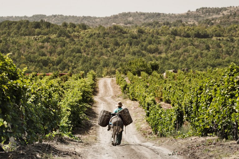 Vindruer, Tikves i Nord-Makedonia_Foto Tikves Winery.jpg