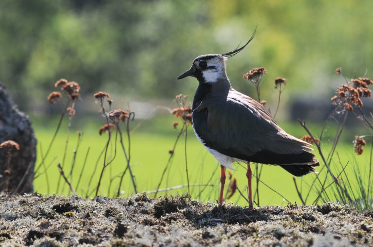 Som en del av 3Q-programmet har NIBIO i mange år drevet overvåking av fugler i jordbrukslandskapet. Foto: Morten Günther