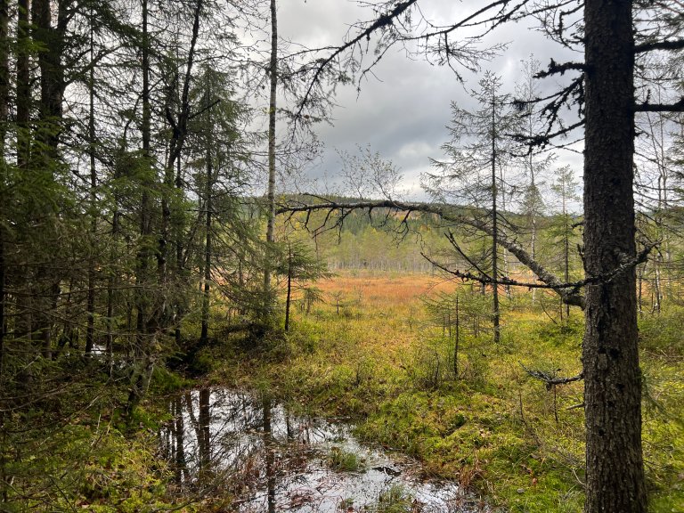 NIBIO har bred kompetanse innen naturrestaurering, med særlig fokus på myr, skog, kulturlandskap og våtmark. Foto: Kathrine Torday Gulden
