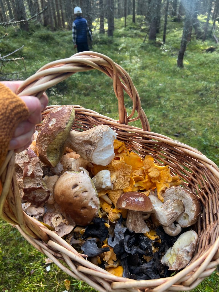 NIBIOs Senter for naturmangfold viser hvordan naturen gir oss tjenester vi ofte tar for gitt – som pollinering, biologisk skadedyrbekjempelse og rekreasjon. Foto: Kathrine Torday Gulden