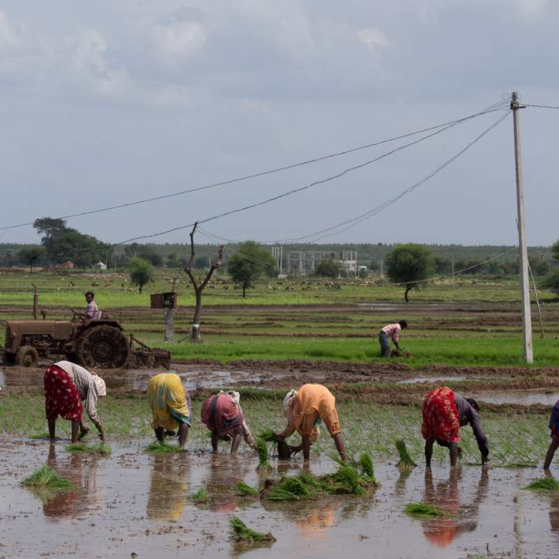 Field workers_RVP