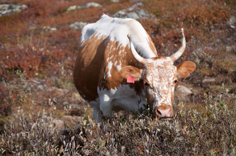 Telemarkfe_Foto Anna Holene.jpg