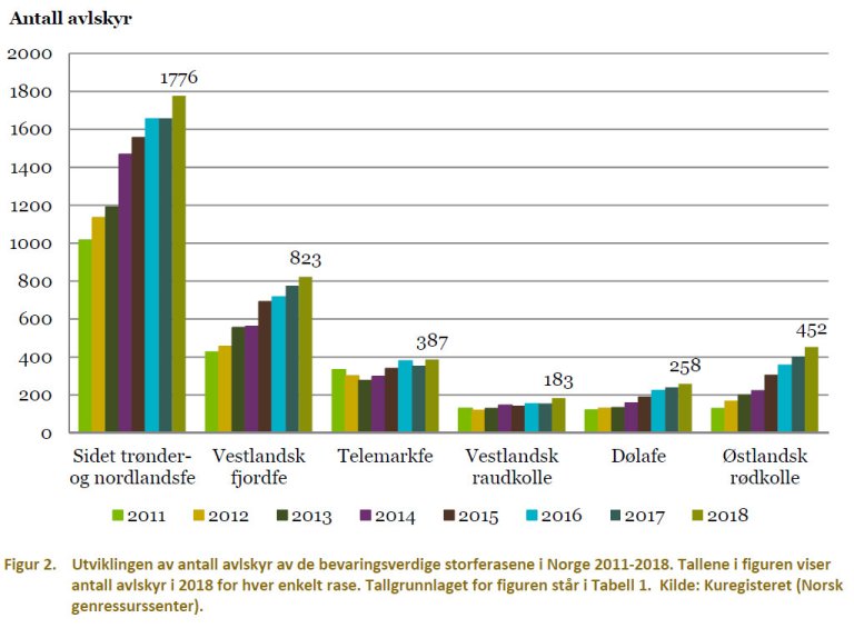 Antall avslskyr i perioden 2011-2018.jpg