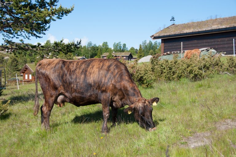 Dølafe_Foto Anna Holene.jpg