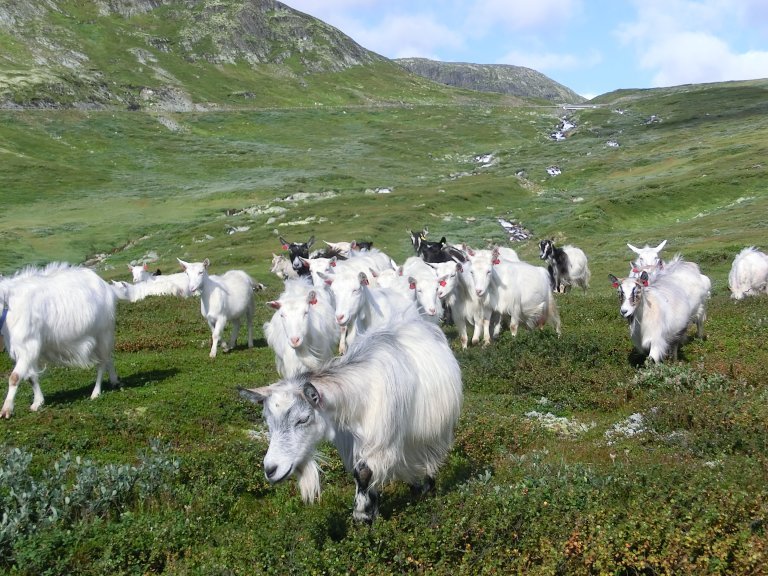 geit øystre slidre foto yngve rekdal.jpg.jpeg