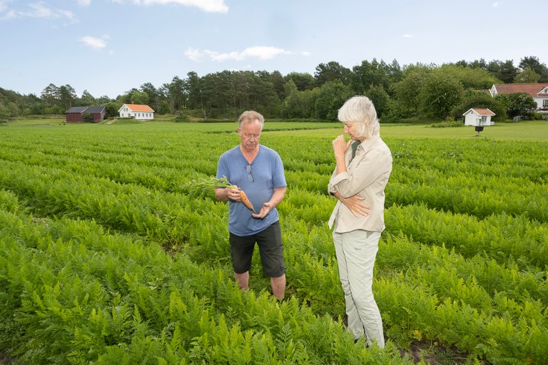 Bonde Øystein Fredriksen og nematodeforsker Solveig Haukeland diskuterer gulrot og skader i åkeren. Foto: Erling Fløistad